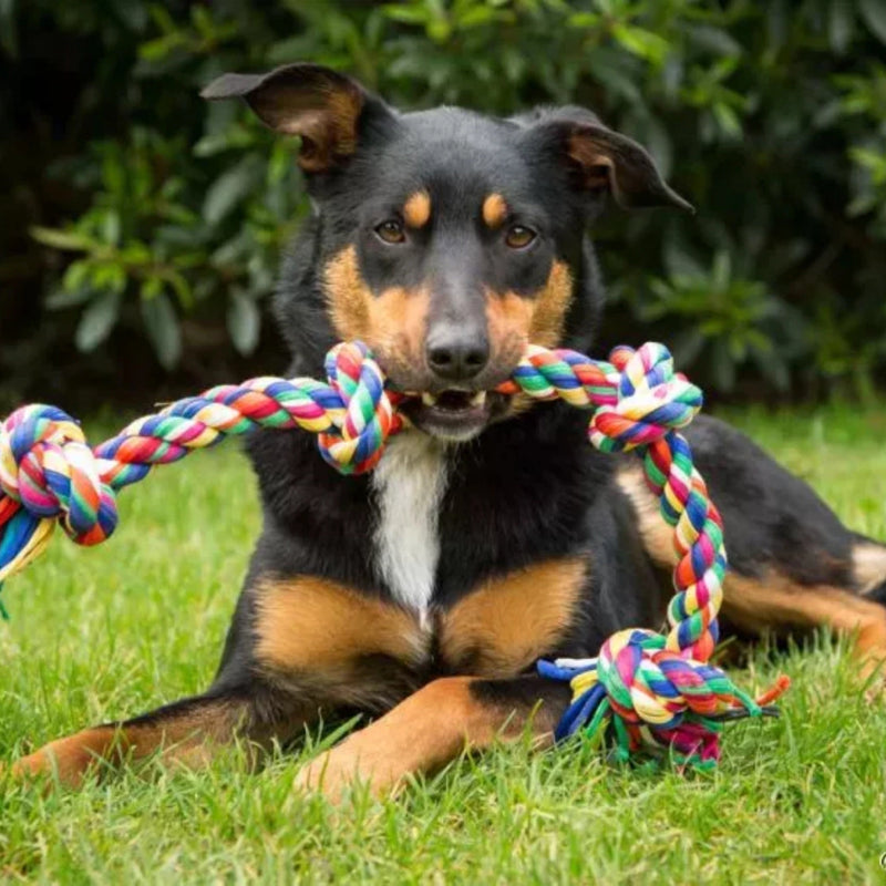 Brinquedo Mordedor Pet Cachorro Corda Grande Para Cães Dental Bone